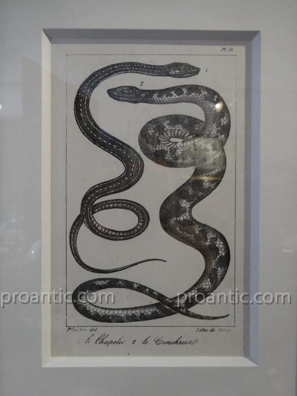 9 Snakes Engravings From Earl Lacpede-photo-2