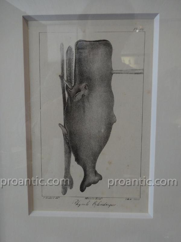 9 Engravings Of Marine Mammals Of Earl Lacépède-photo-2