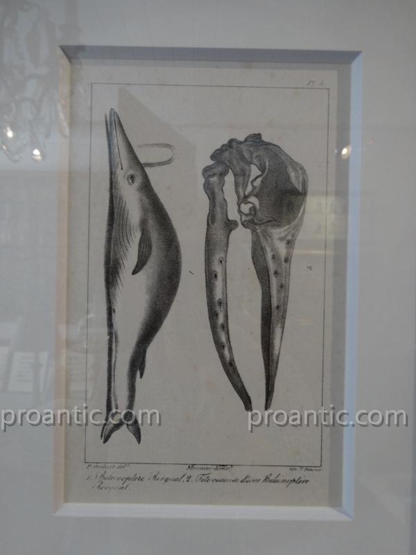 9 Engravings Of Marine Mammals Of Earl Lacépède-photo-1