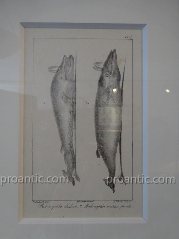 9 Engravings Of Marine Mammals Of Earl Lacépède-photo-4