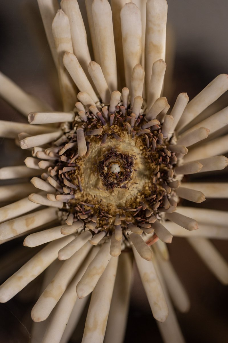 Paire de grandes appliques murales en métal poli. Années 70 LS63731554-photo-3