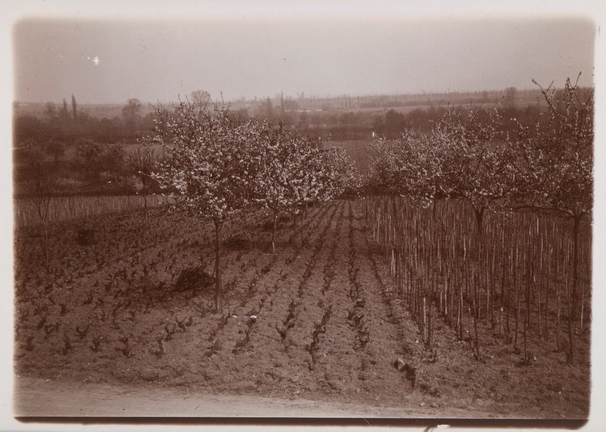 Original Photograph By Emile Zola - A Cultivated Field 