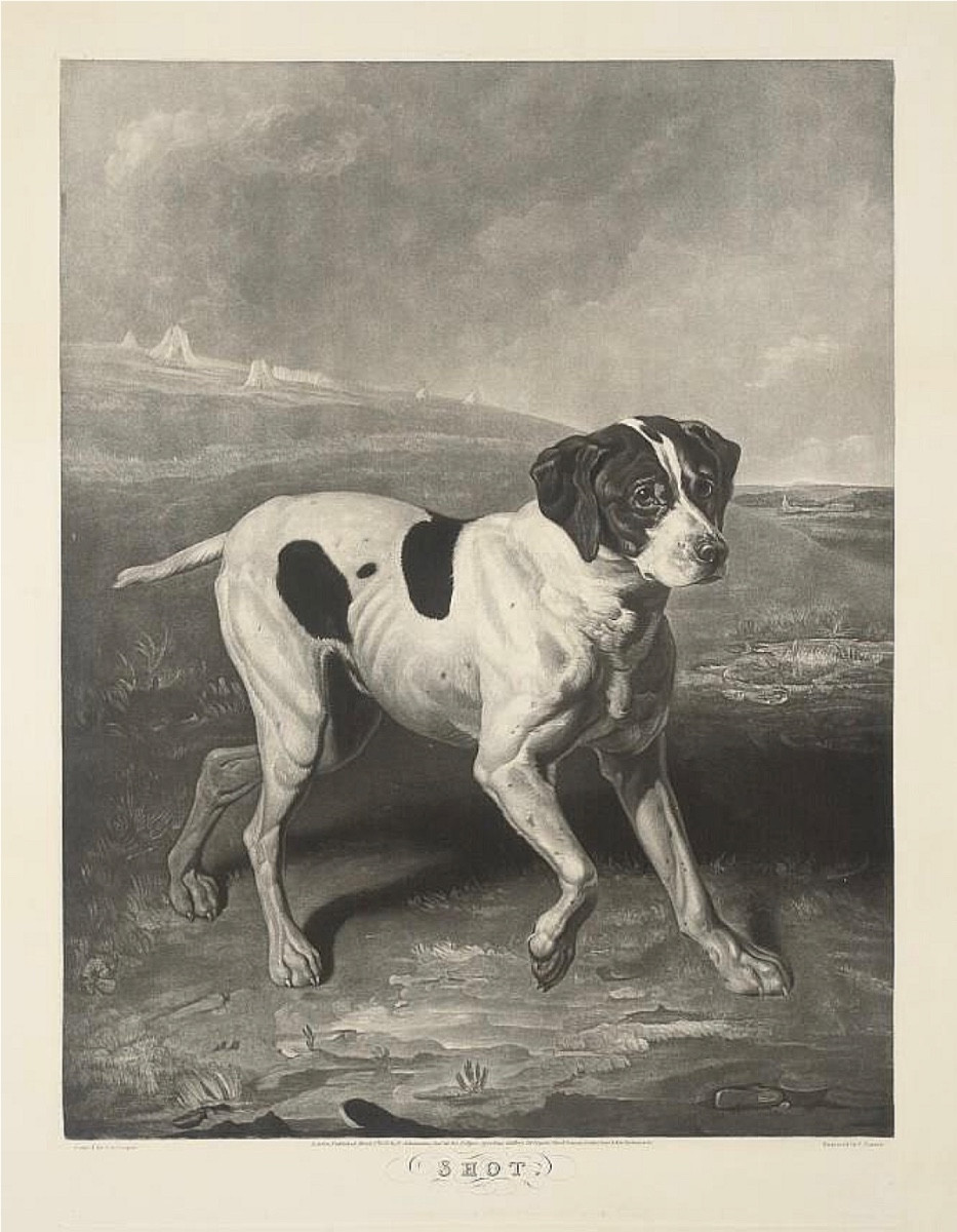CHIEN DE CHASSE À L'ARRÊT - TOILE 19ème SIÈCLE EN RAPPORT AVEC JACQUES-LAURENT AGASSE - SUISSE-photo-4