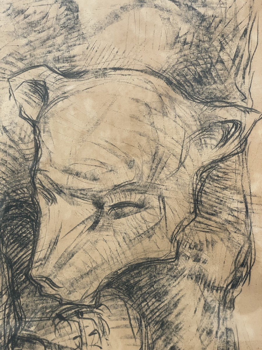 Van Petegem Dessin d'un ours polaire-photo-3