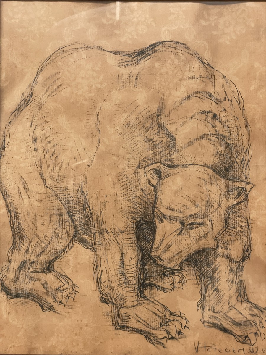 Van Petegem Dessin d'un ours polaire