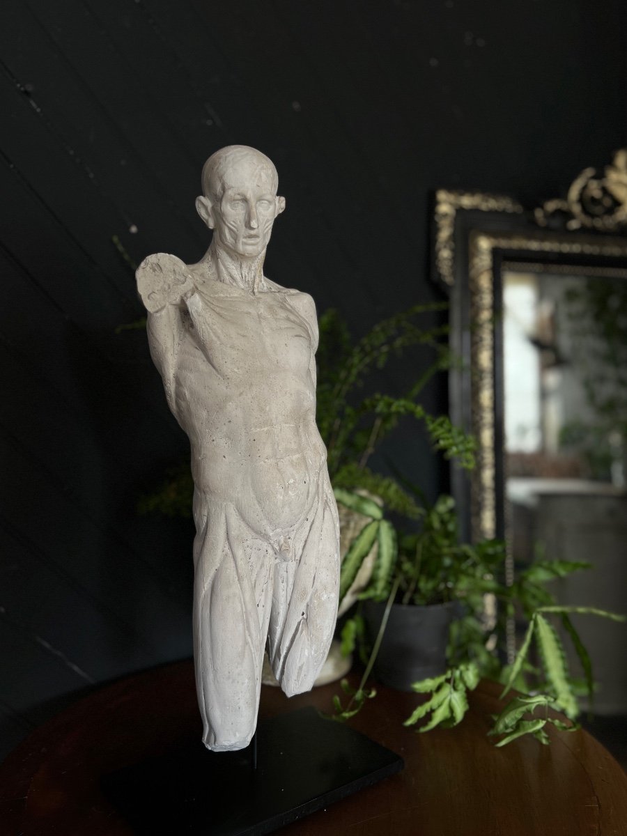 19th Century Plaster Skinned-photo-3