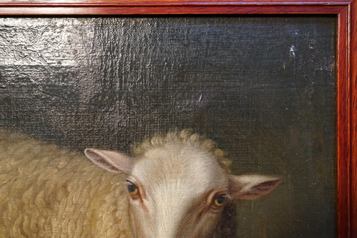 Exceptional Oil On Canvas From The End Of The 17th Representative A Sitting Sheep-photo-5