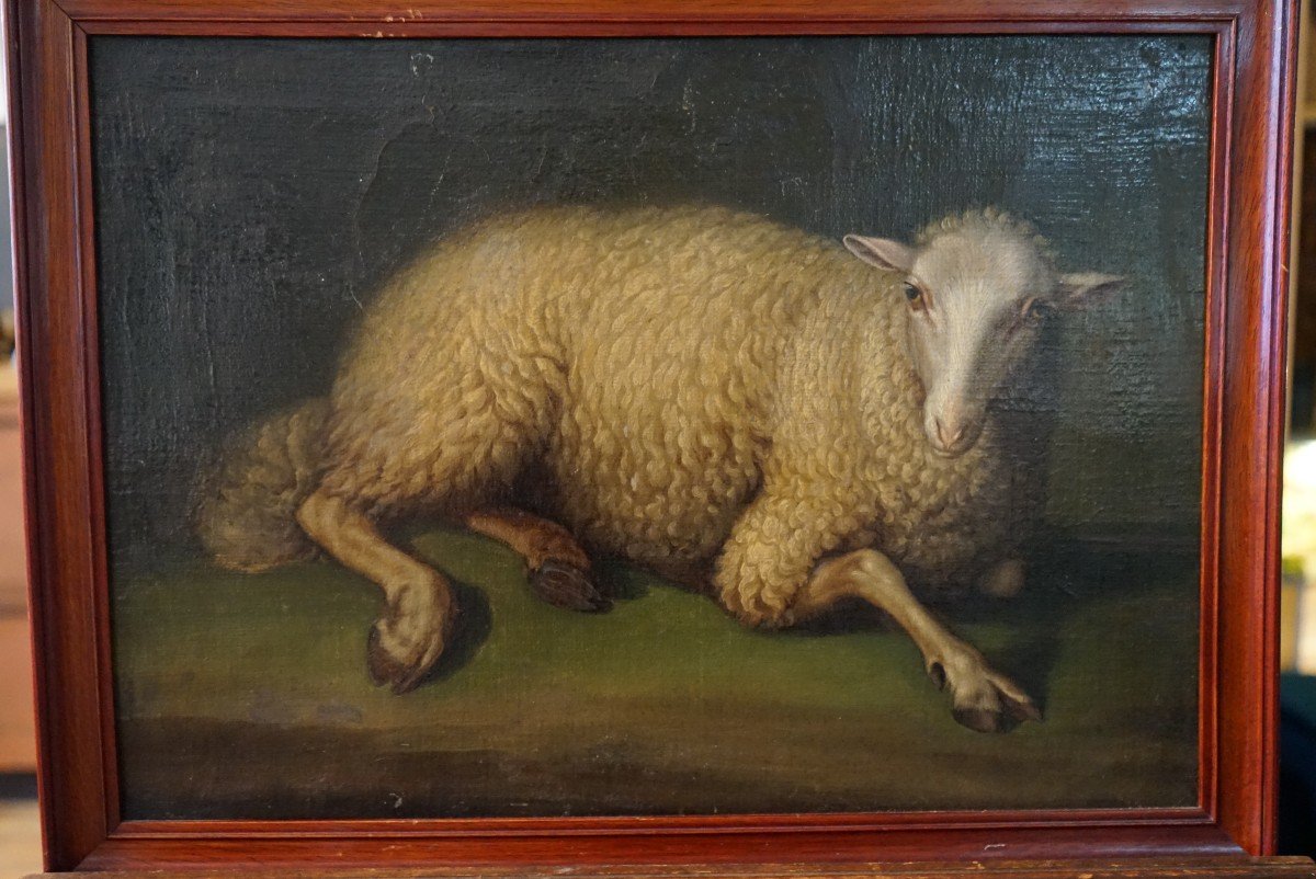 Exceptional Oil On Canvas From The End Of The 17th Representative A Sitting Sheep