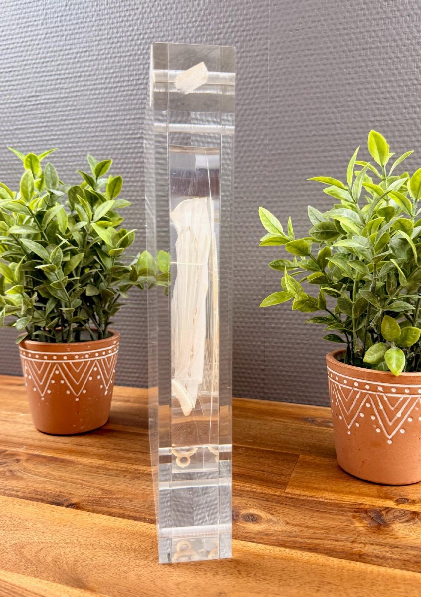 Éventail en plexiglas de Claude de Muzac-photo-4