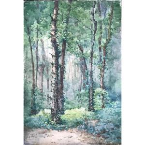 French School Of The 19th Century: The Birch Trees In The Versailles Forest, Watercolor,drawing