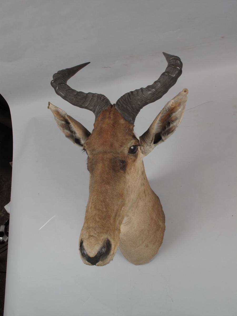 Early Coke's Hartebeest Athi Plains (kenya) 1909-photo-2