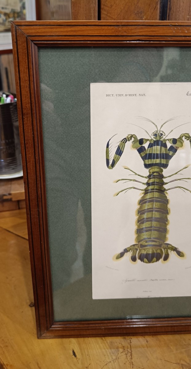 Original Framed Engraving From 1848 Of Squilla Maculata (spotted Squilla) Charles d'Orbigny-photo-2