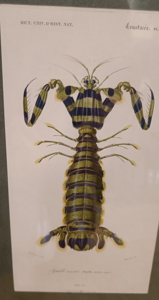 Original Framed Engraving From 1848 Of Squilla Maculata (spotted Squilla) Charles d'Orbigny-photo-3