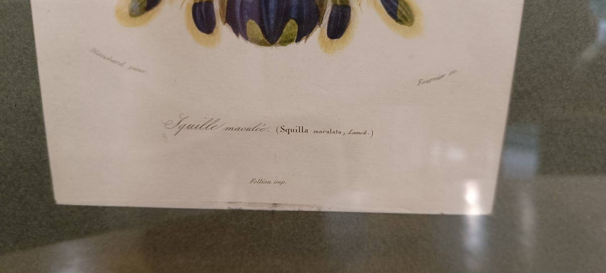 Original Framed Engraving From 1848 Of Squilla Maculata (spotted Squilla) Charles d'Orbigny-photo-4