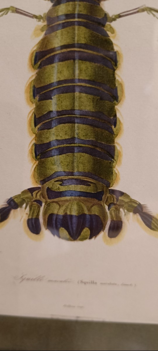 Original Framed Engraving From 1848 Of Squilla Maculata (spotted Squilla) Charles d'Orbigny-photo-3