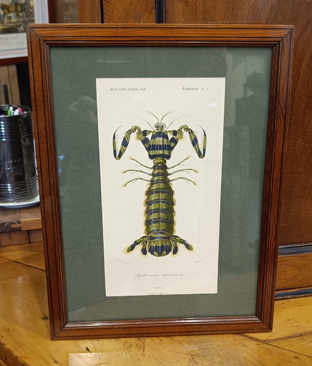 Original Framed Engraving From 1848 Of Squilla Maculata (spotted Squilla) Charles d'Orbigny
