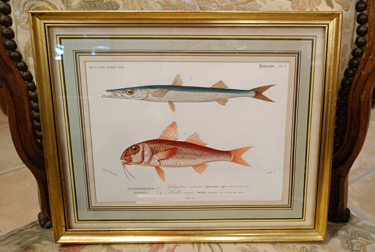 suite de 2 gravures originales encadrées de 1848 de poissons de Charles d'Orbigny-photo-2