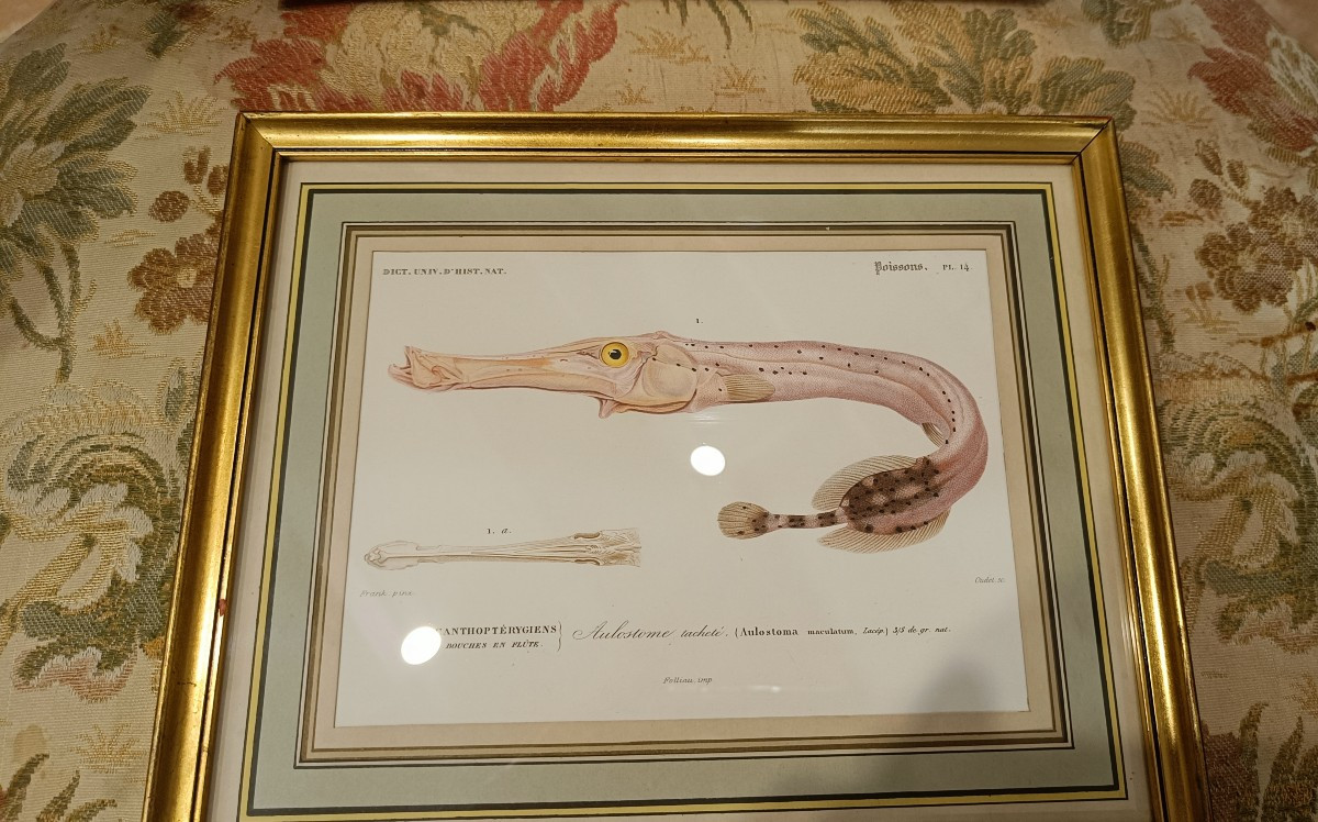 suite de 2 gravures originales encadrées de 1848 de poissons de Charles d'Orbigny-photo-3