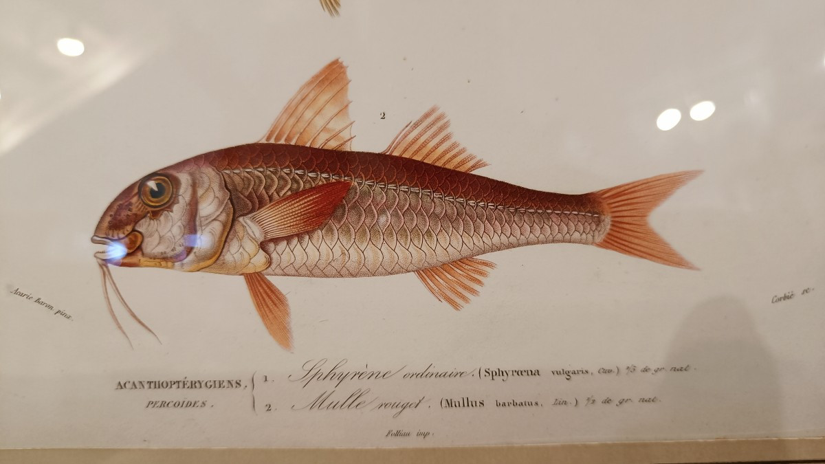 suite de 2 gravures originales encadrées de 1848 de poissons de Charles d'Orbigny-photo-4
