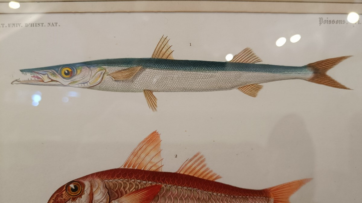 suite de 2 gravures originales encadrées de 1848 de poissons de Charles d'Orbigny-photo-1