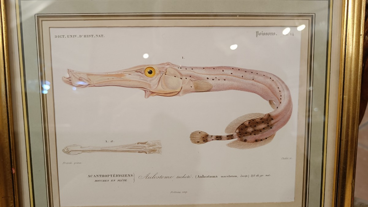 suite de 2 gravures originales encadrées de 1848 de poissons de Charles d'Orbigny-photo-2