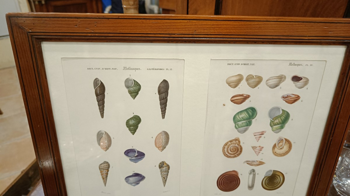 2 gravures originales encadrées de 1848 de Coquillages de Charles d'Orbigny, Dic.Hist.Nat-photo-2
