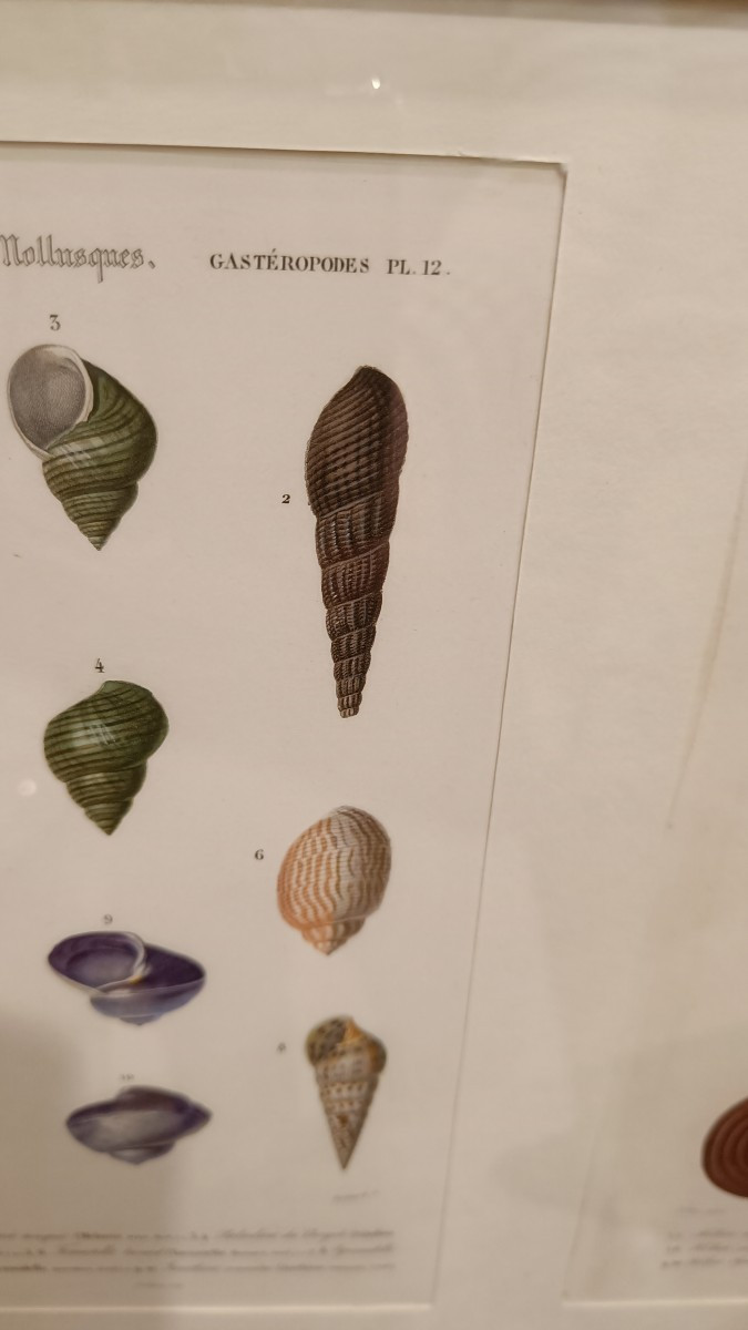 2 gravures originales encadrées de 1848 de Coquillages de Charles d'Orbigny, Dic.Hist.Nat-photo-4