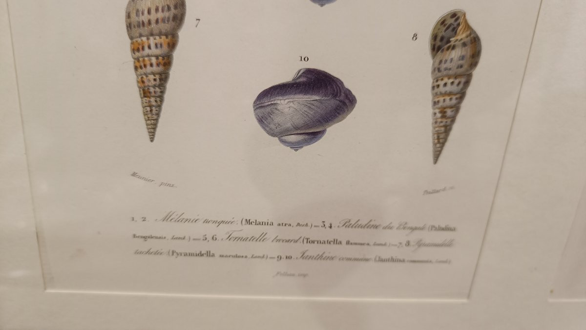 2 gravures originales encadrées de 1848 de Coquillages de Charles d'Orbigny, Dic.Hist.Nat-photo-1