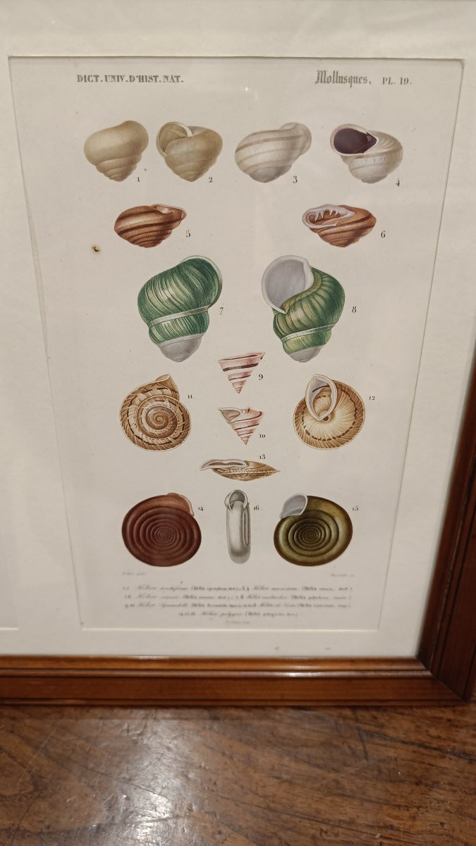 2 gravures originales encadrées de 1848 de Coquillages de Charles d'Orbigny, Dic.Hist.Nat-photo-2