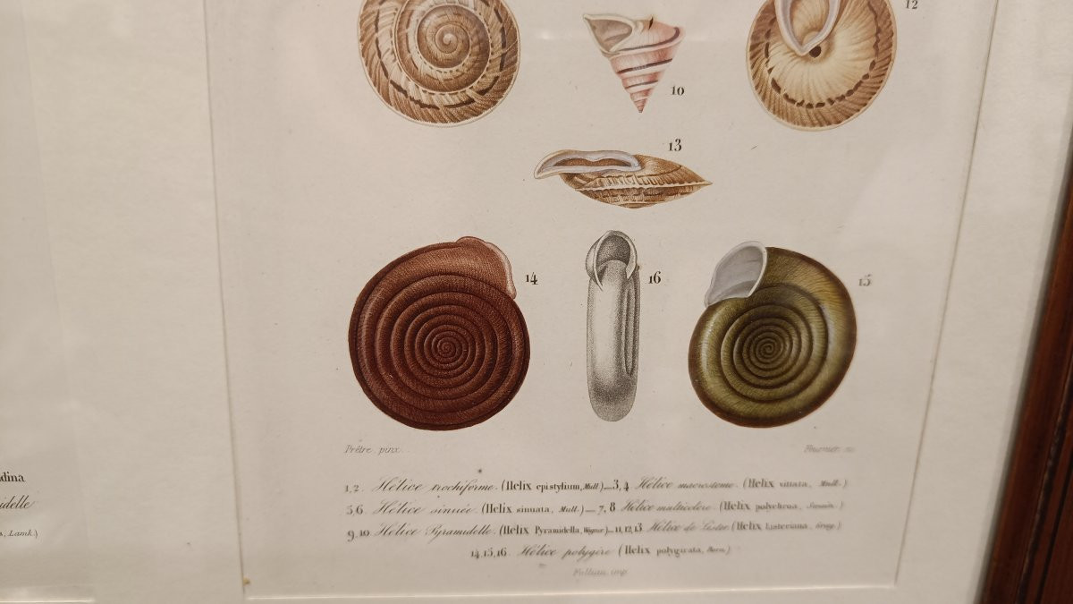 2 gravures originales encadrées de 1848 de Coquillages de Charles d'Orbigny, Dic.Hist.Nat-photo-5