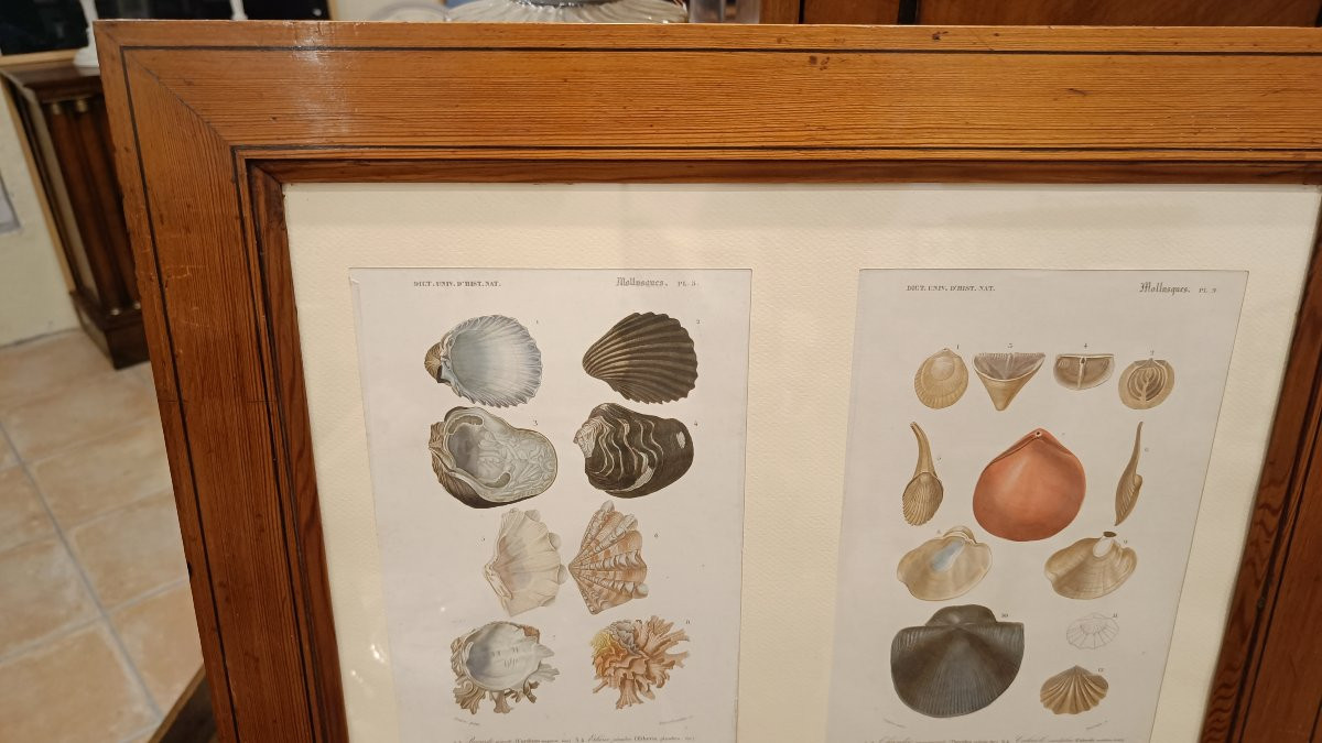 2 gravures originales encadrées de 1848 de Coquillages de Charles d'Orbigny, Dic.Hist.Nat-photo-2