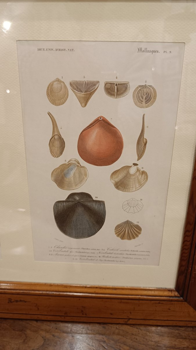 2 gravures originales encadrées de 1848 de Coquillages de Charles d'Orbigny, Dic.Hist.Nat-photo-3