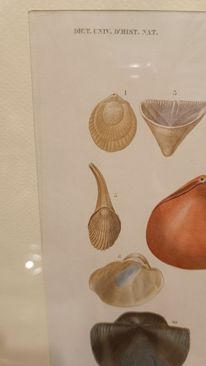 2 gravures originales encadrées de 1848 de Coquillages de Charles d'Orbigny, Dic.Hist.Nat-photo-4