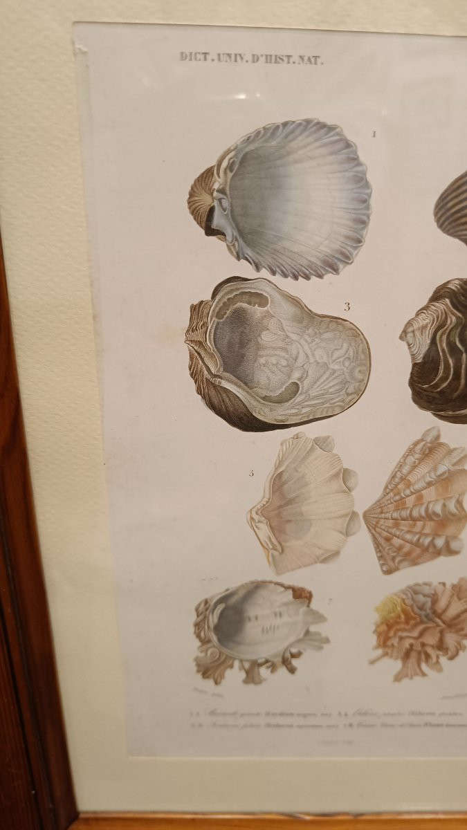 2 gravures originales encadrées de 1848 de Coquillages de Charles d'Orbigny, Dic.Hist.Nat-photo-4