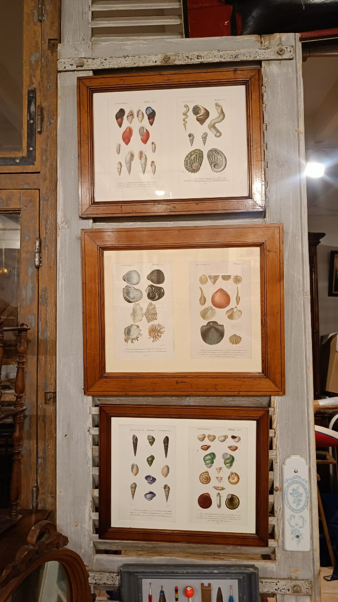 2 gravures originales encadrées de 1848 de Coquillages de Charles d'Orbigny, Dic.Hist.Nat-photo-7