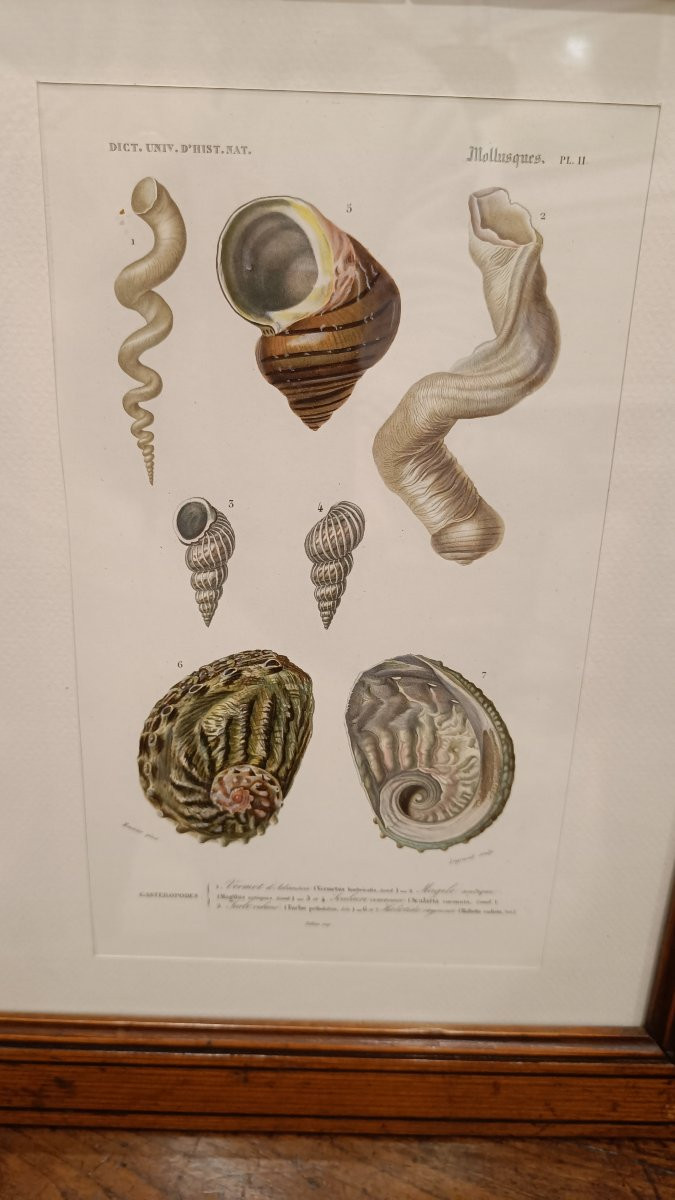 2 gravures originales encadrées de 1848 de Coquillages de Charles d'Orbigny, Dic.Hist.Nat-photo-3