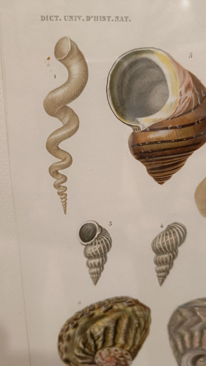 2 gravures originales encadrées de 1848 de Coquillages de Charles d'Orbigny, Dic.Hist.Nat-photo-4