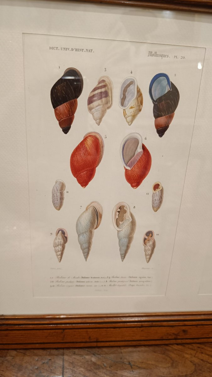 2 gravures originales encadrées de 1848 de Coquillages de Charles d'Orbigny, Dic.Hist.Nat-photo-3