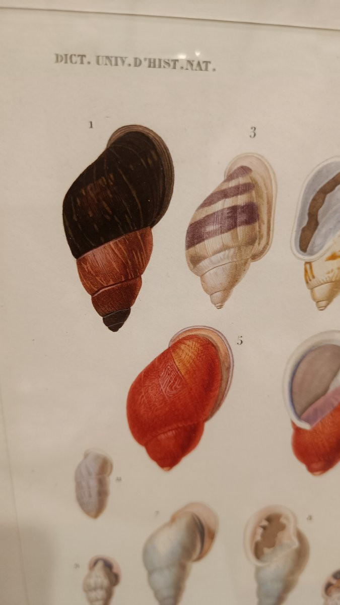 2 gravures originales encadrées de 1848 de Coquillages de Charles d'Orbigny, Dic.Hist.Nat-photo-4