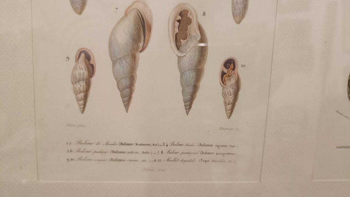 2 gravures originales encadrées de 1848 de Coquillages de Charles d'Orbigny, Dic.Hist.Nat-photo-6