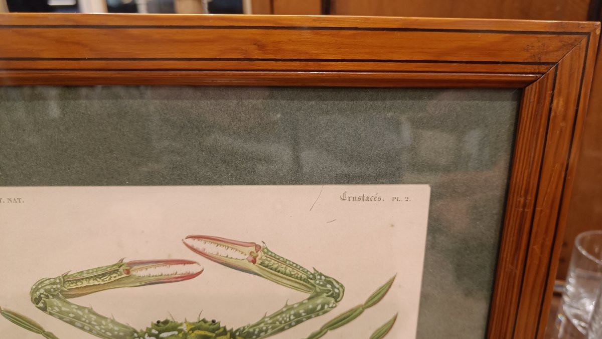 Gravure Originale encadrée De 1844 Du Crabe vert, Charles d'Orbigny"-photo-3