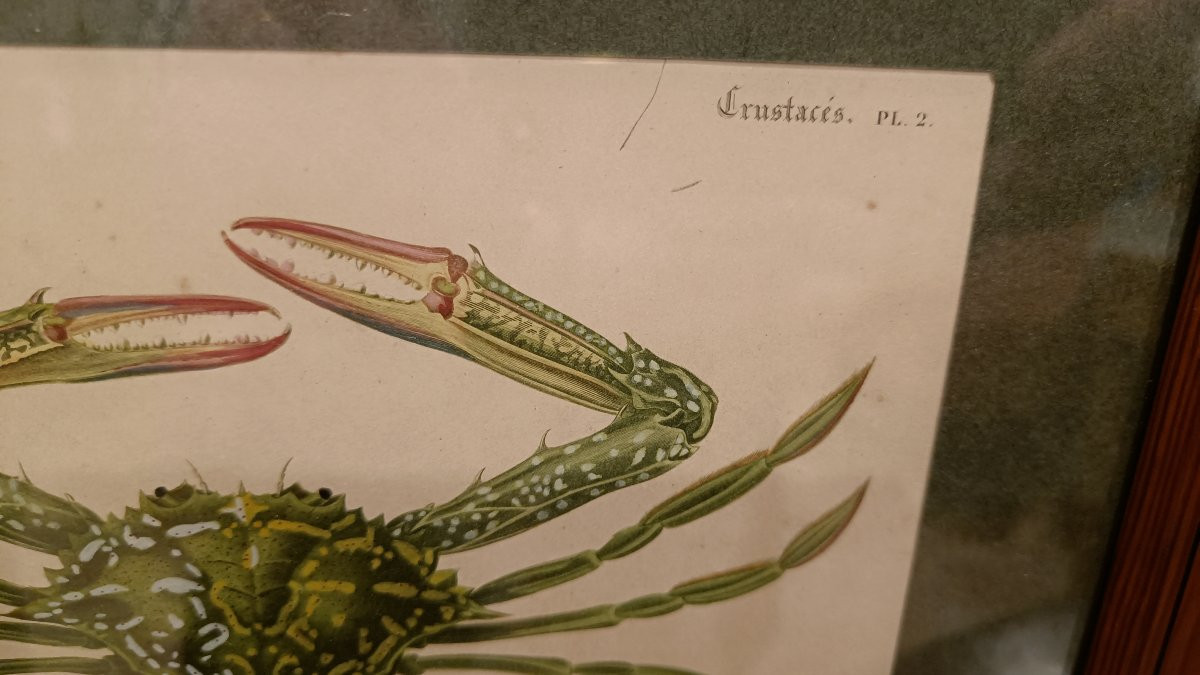 Gravure Originale encadrée De 1844 Du Crabe vert, Charles d'Orbigny"-photo-4