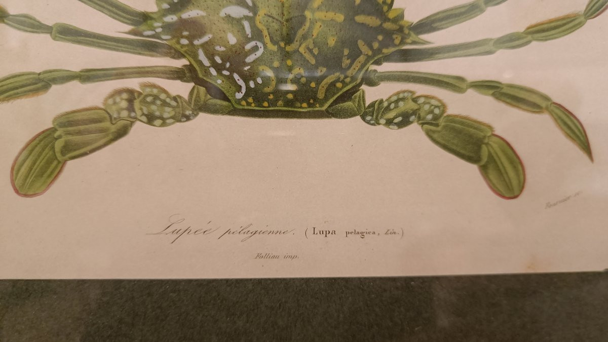 Gravure Originale encadrée De 1844 Du Crabe vert, Charles d'Orbigny"-photo-2