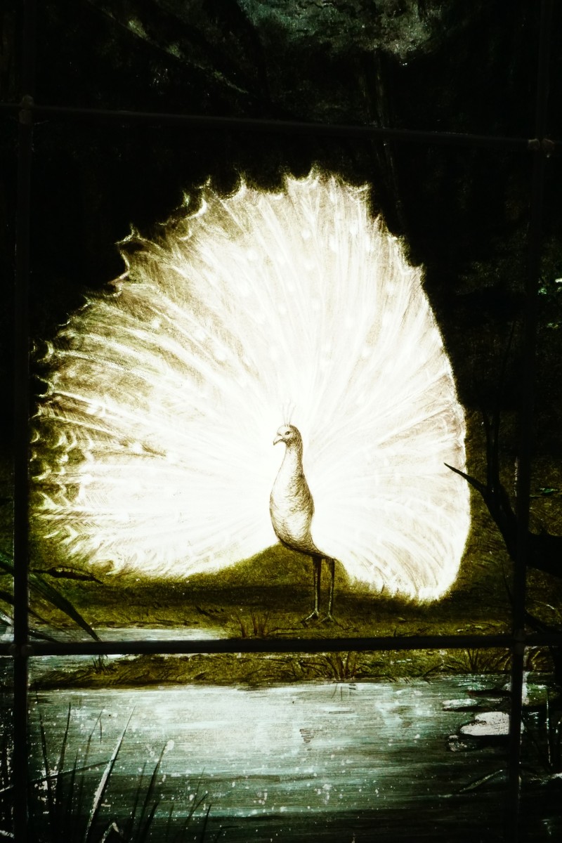 Vitrail - Stained Glass - Peacock Chiaroscuro-photo-1