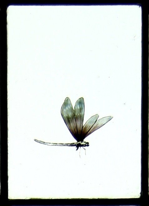 Stained Glass -  Iris And Dragonfly-photo-2