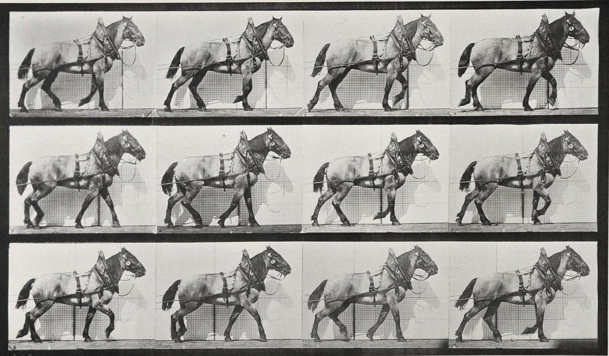 Eadward Muybridge (1830-1904), Cheval de trait au pas-photo-2