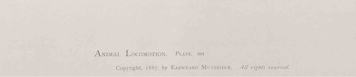 Eadward Muybridge (1830-1904), Cheval de trait au pas-photo-3