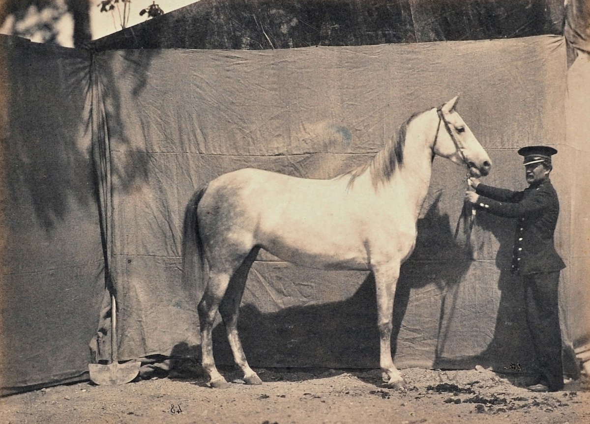 Adrien Tournachon (1825-1903), Combination, 2nd Prize For Mares-photo-2