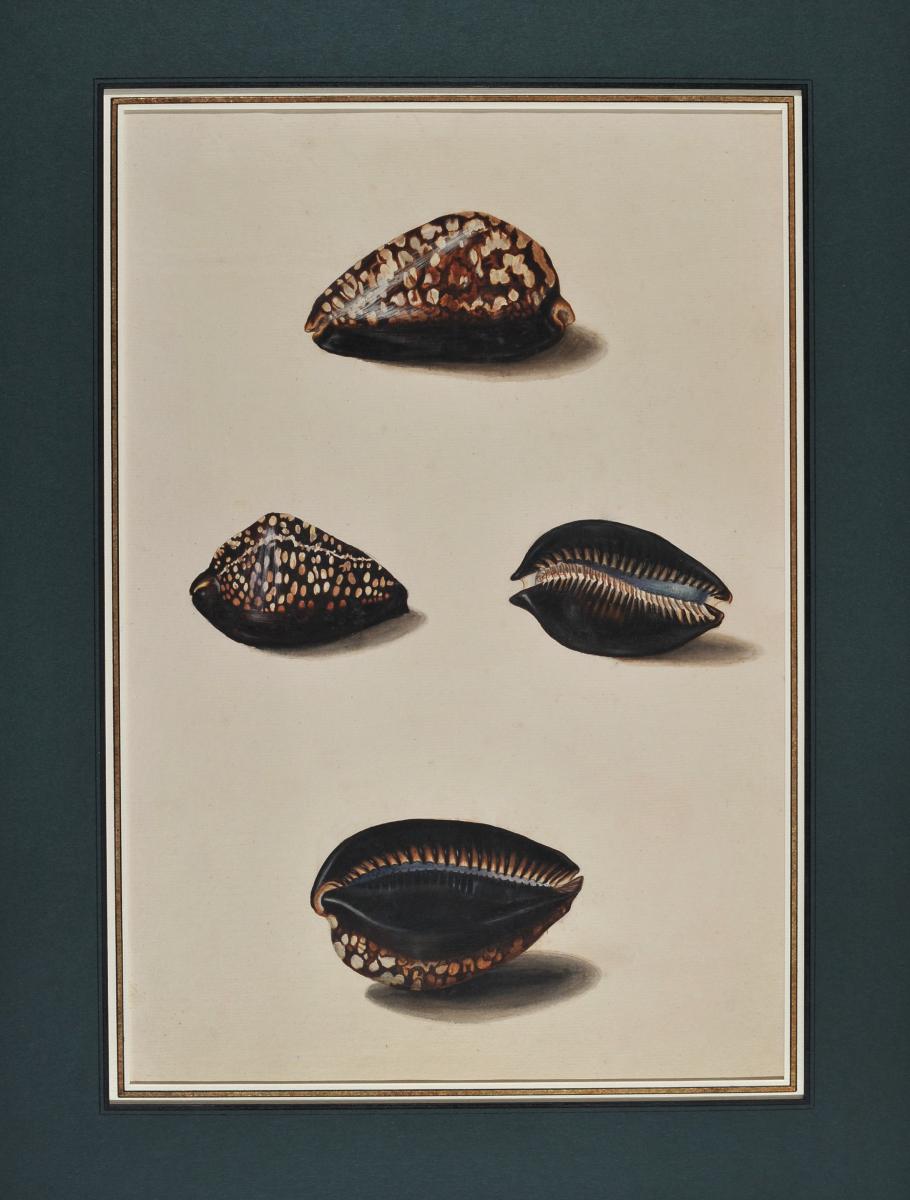 French School Of The Eighteenth Century, Study Of Shells After Life