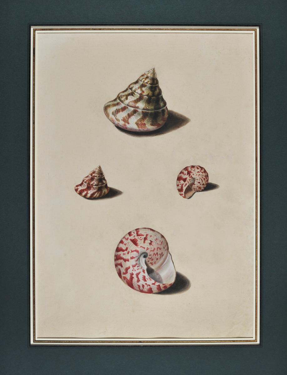 French School àf 18th Century, Study Of Shells 